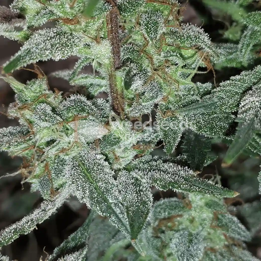 Lemon Auto by WeedSeedsExpress grown by Rock_n_Roll_Randy