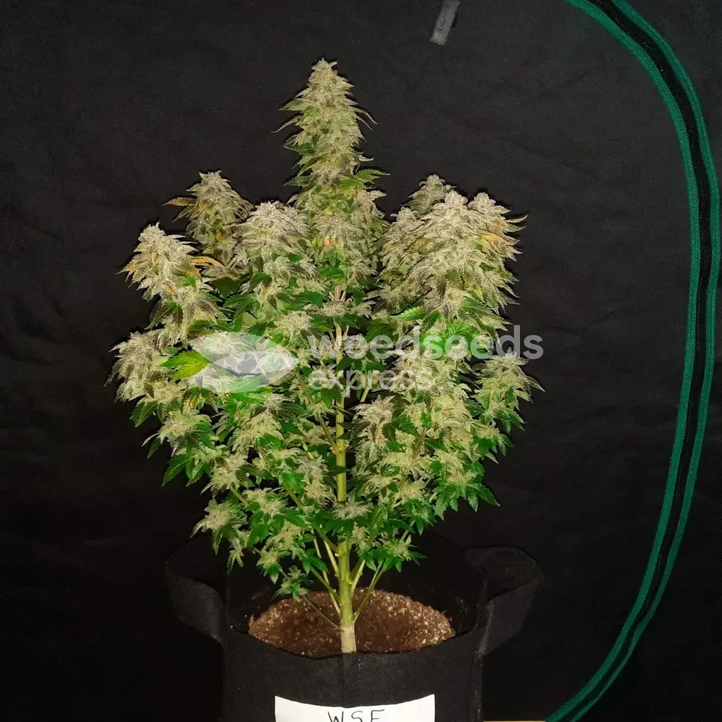 Lithium OG Kush by WeedSeedsExpress grown by Rock_n_Roll_Randy