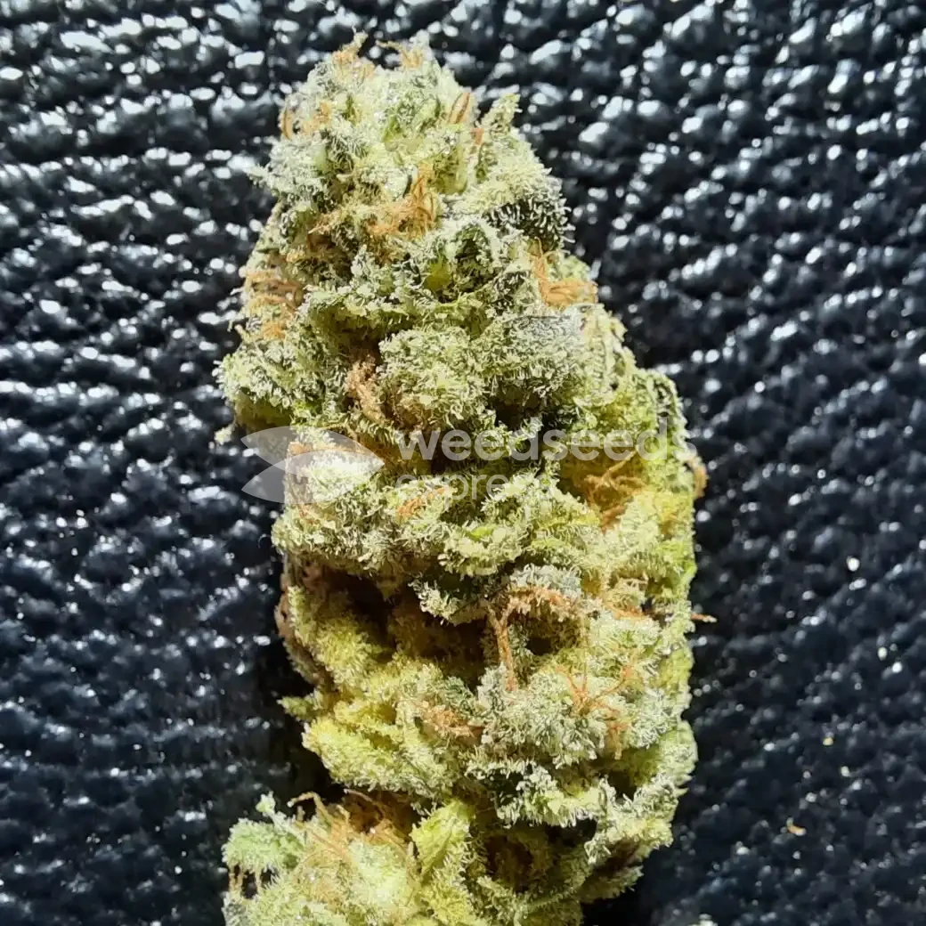 Lithium OG Kush by WeedSeedsExpress grown by Rock_n_Roll_Randy