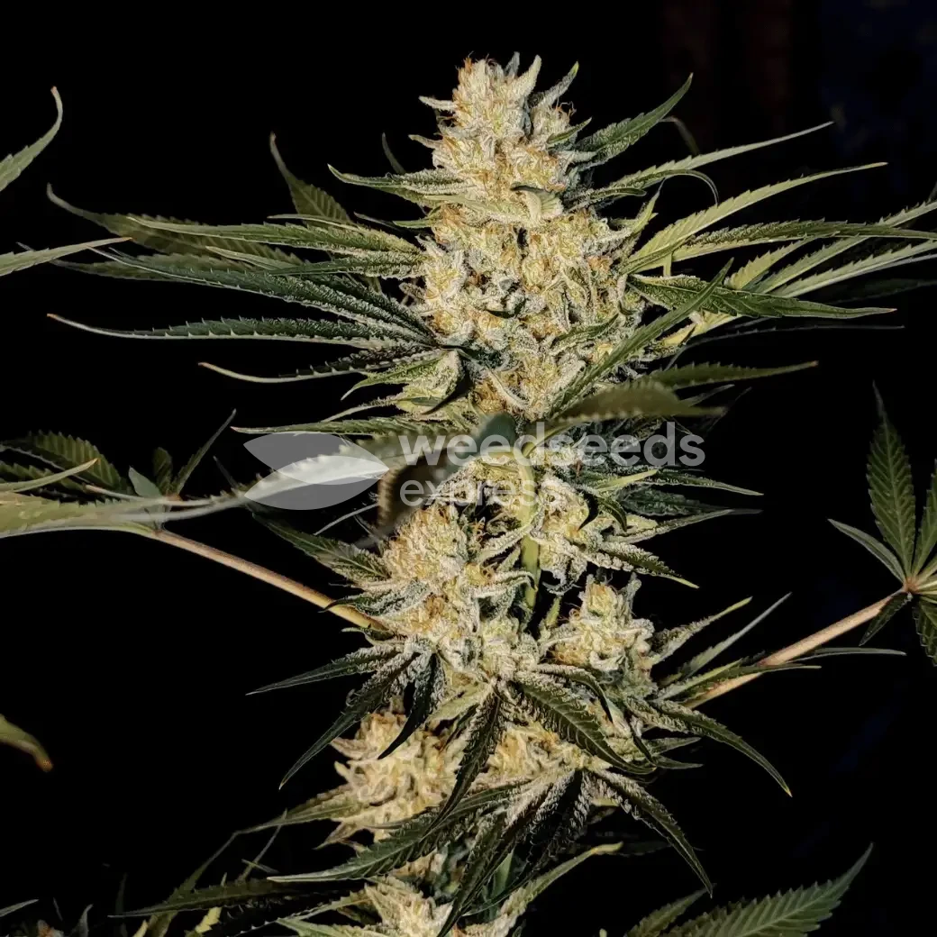 Lithium OG Kush by WeedSeedsExpress grown by Zurban_Poison