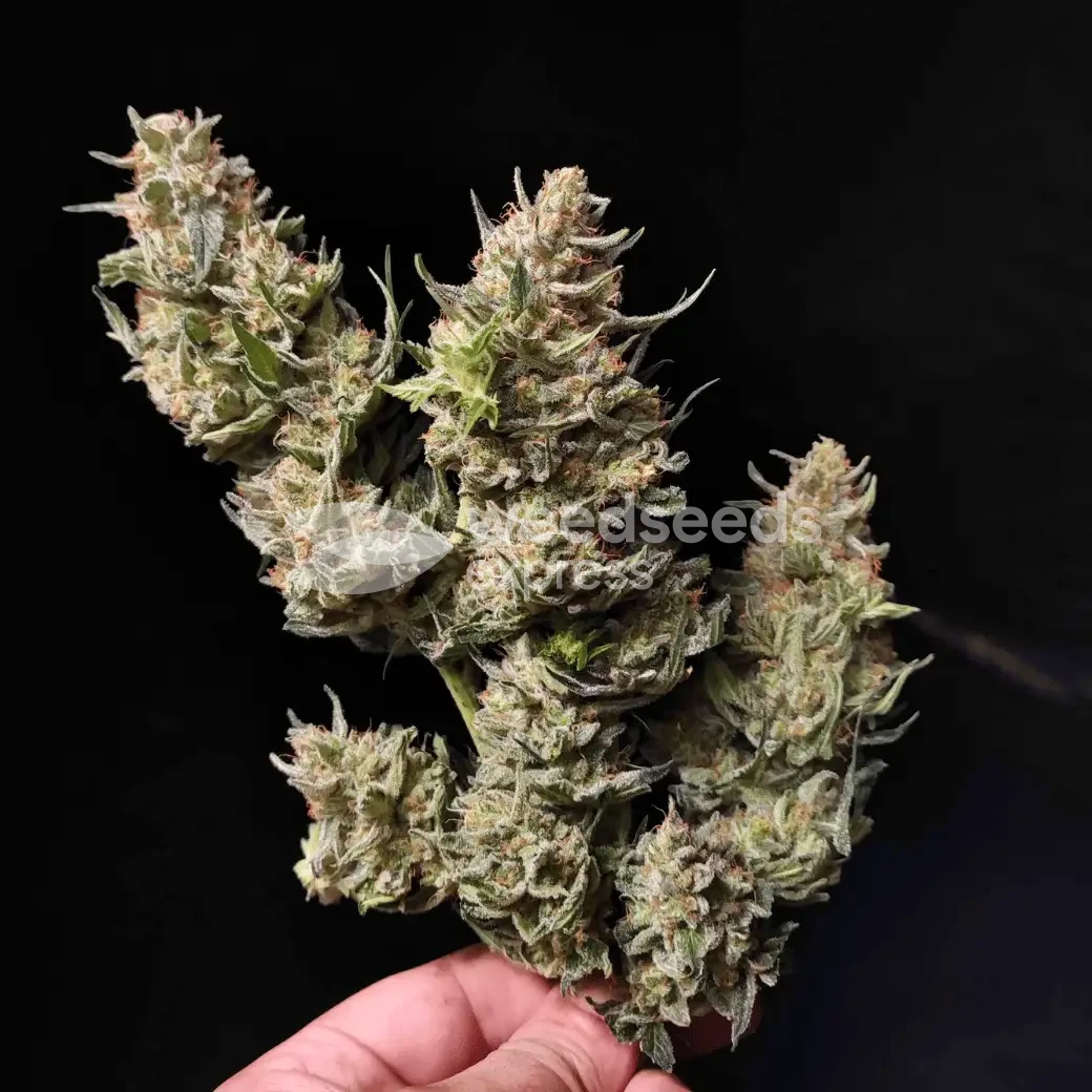 Lithium OG Kush by WeedSeedsExpress grown by Zurban_Poison