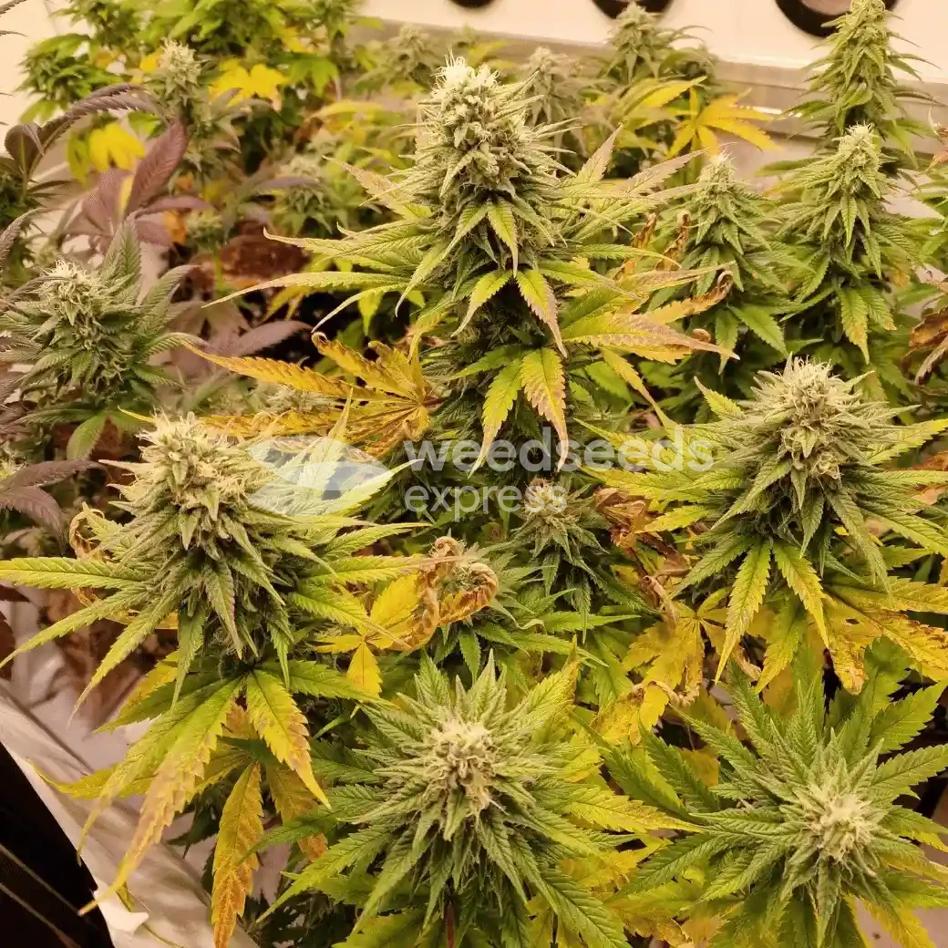 Pineapple Express by WeedSeedsExpress grown by CorinnaFarm