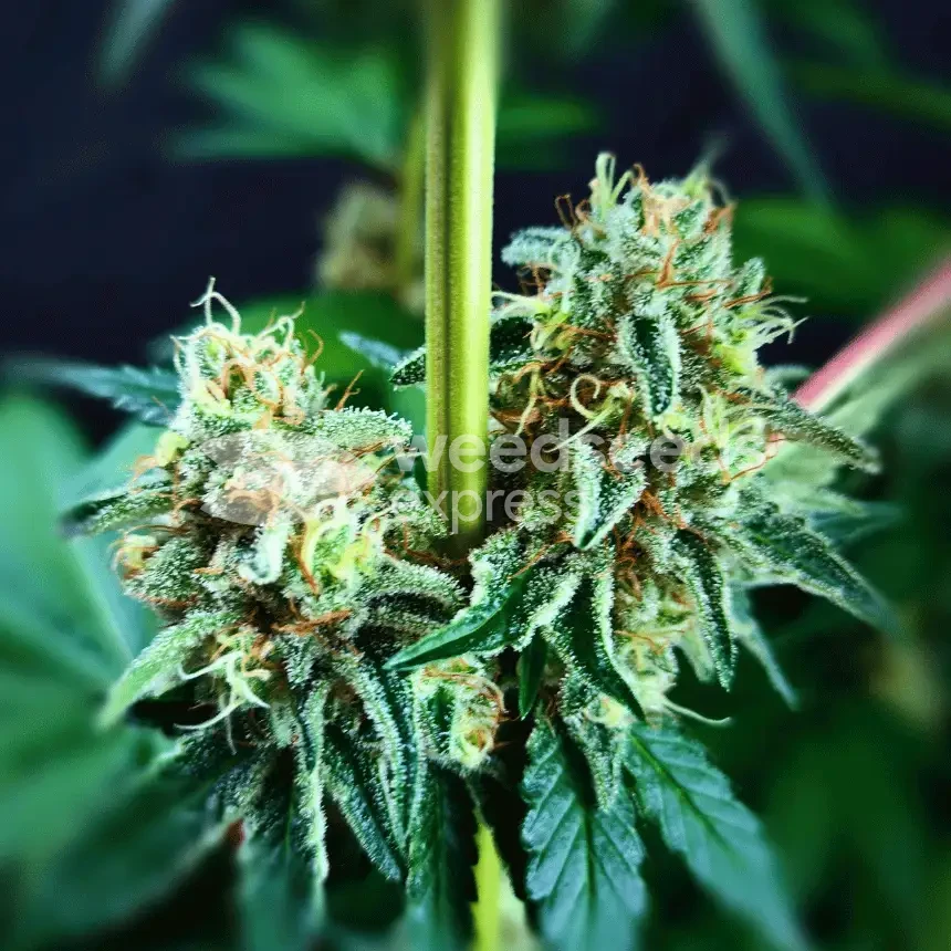 Purple Gelato by WeedSeedsExpress grown by Mrs_Larimar
