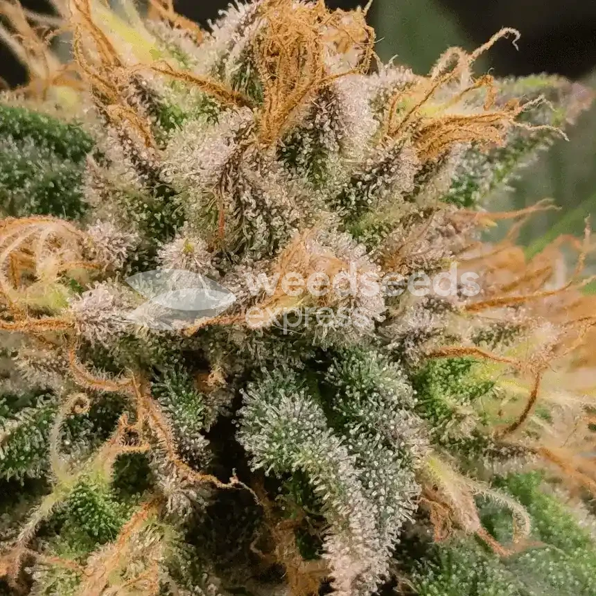 Purple Urkle by WeedSeedsExpress grown by Theia