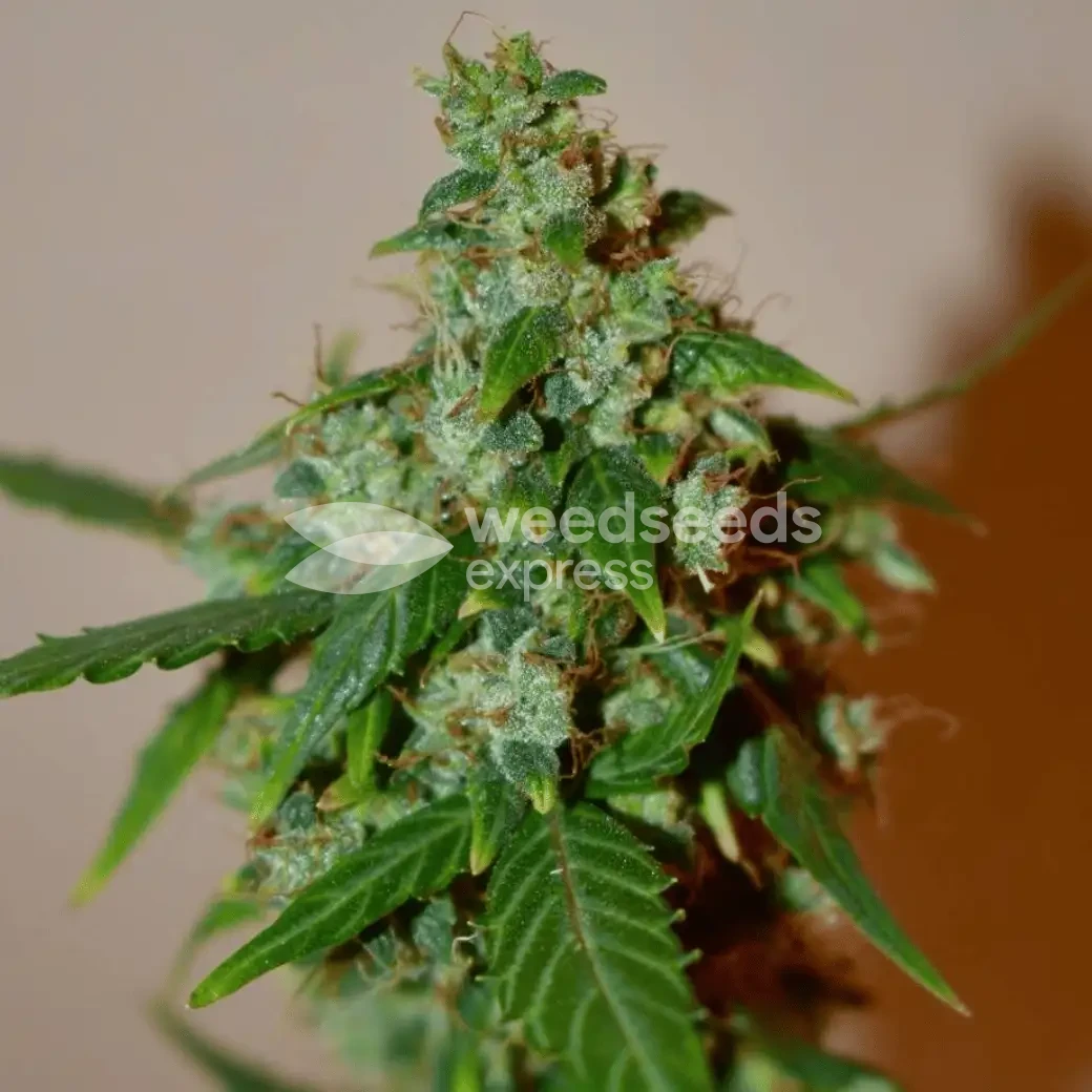 Santa Maria Auto by WeedSeedsExpress grown by Silky_smooth
