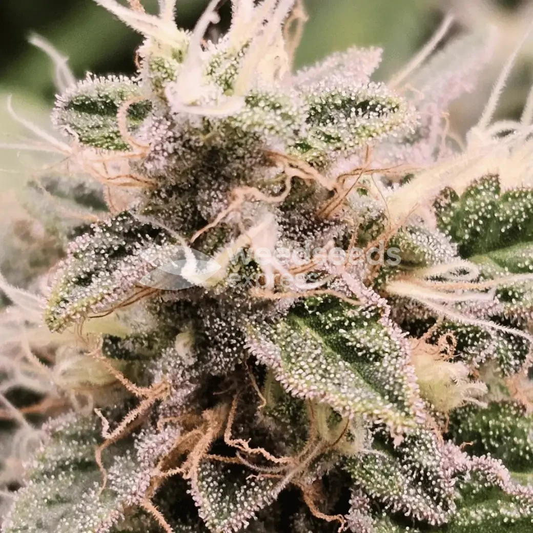 Sleepy Joe OG by WeedSeedsExpress grown by AsNoriu