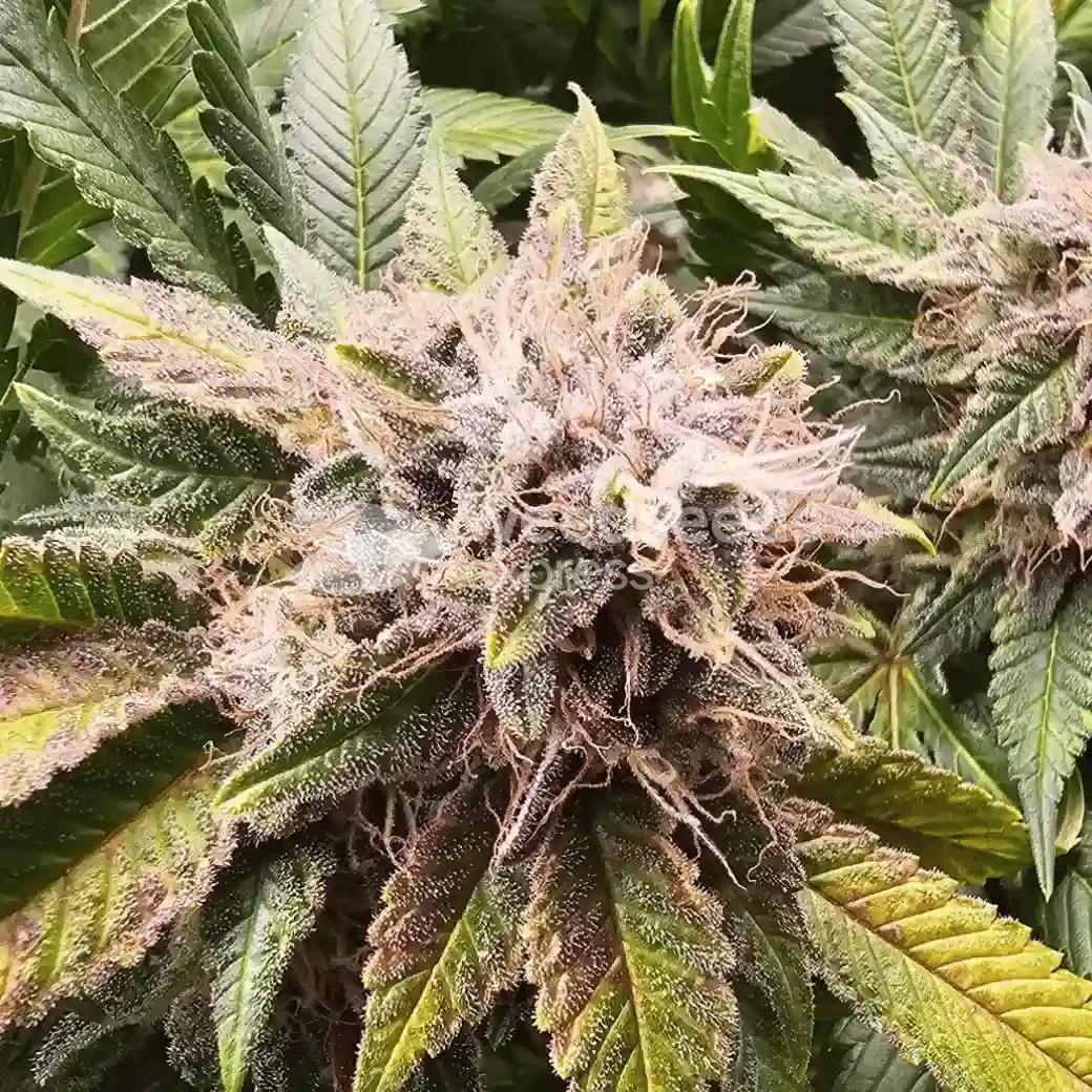 Sleepy Joe OG by WeedSeedsExpress grown by AsNoriu