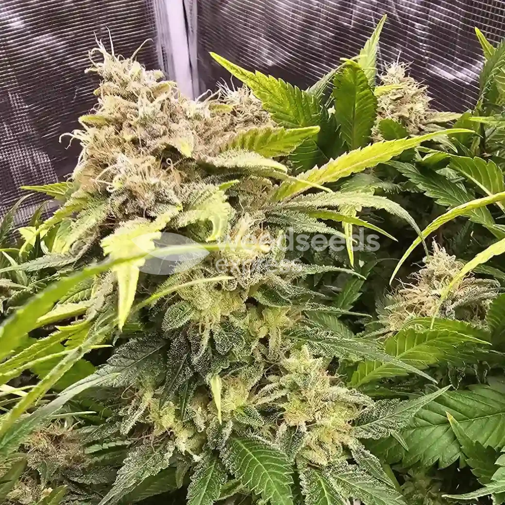 Sleepy Joe OG by WeedSeedsExpress grown by AsNoriu