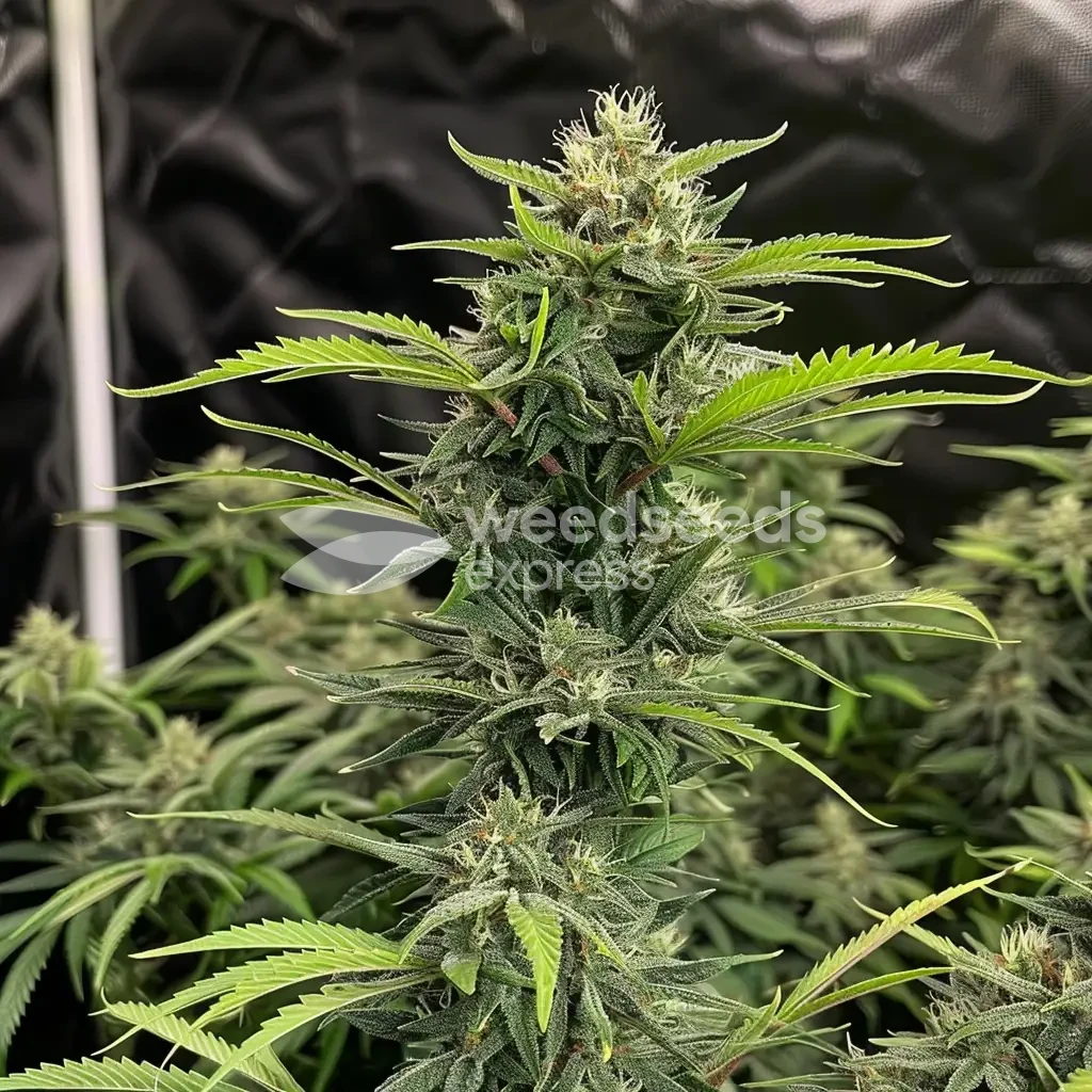 Plante Sour Diesel cultiv&eacute;e par un client