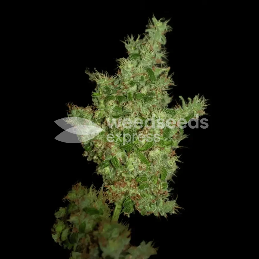 Sunset Sherbet by WeedSeedsExpress grown by Stoneys_Raw_Herb