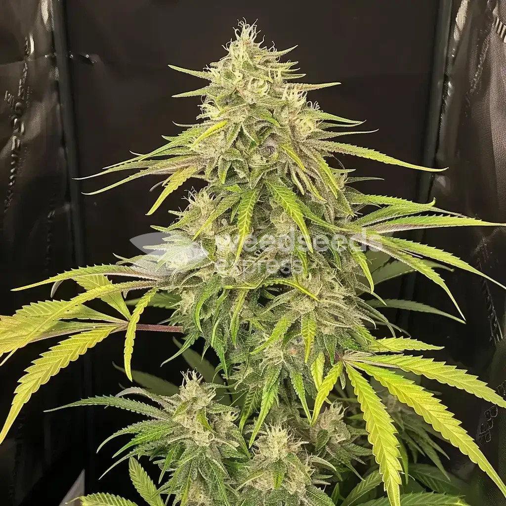 Plante Super Lemon Haze cultiv&eacute;e par un client