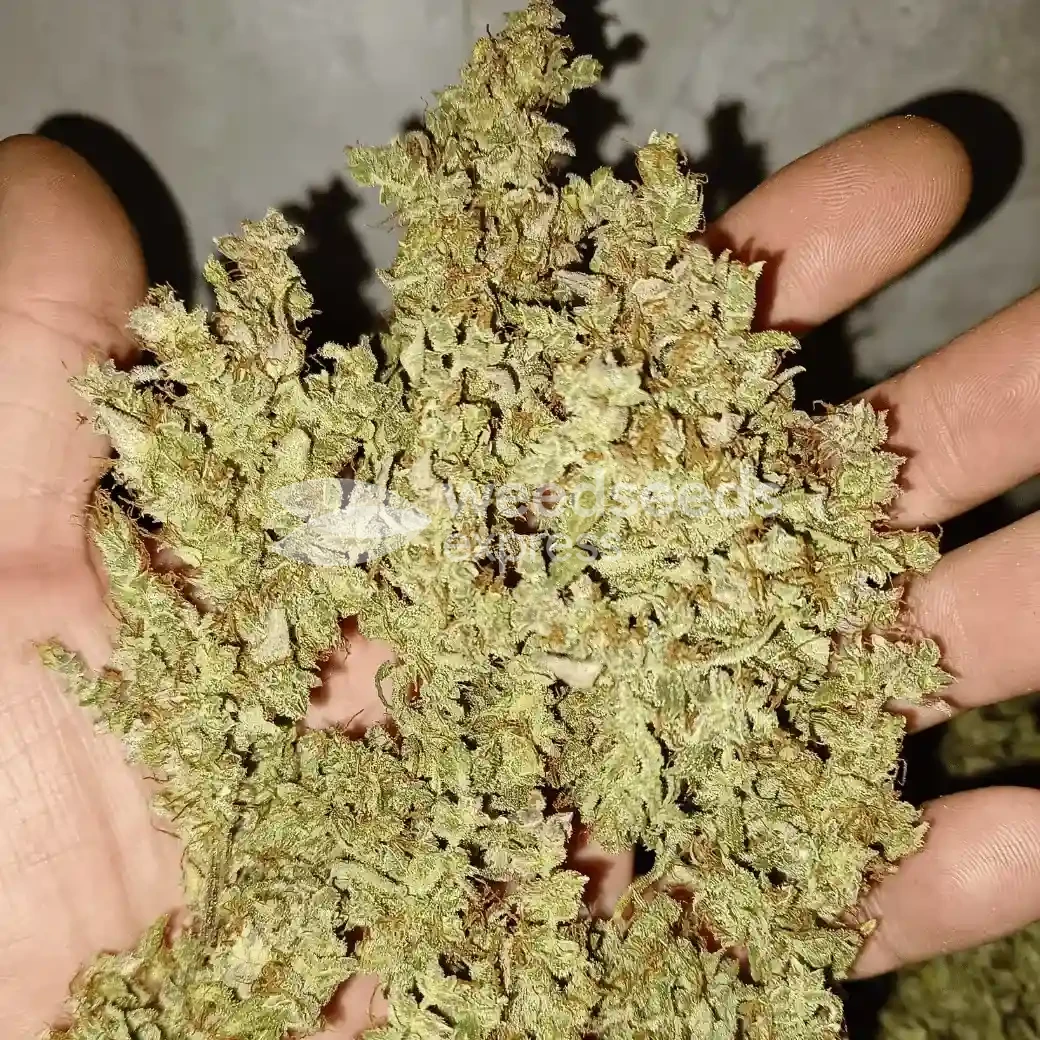 Tangerine Dream Autoflower Graines - WSE France