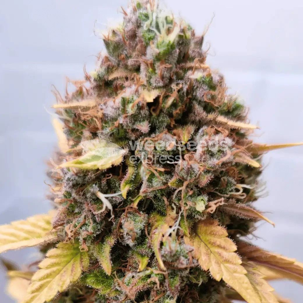 Wedding Cake Auto by WeedSeedsExpress grown by AsNoriu