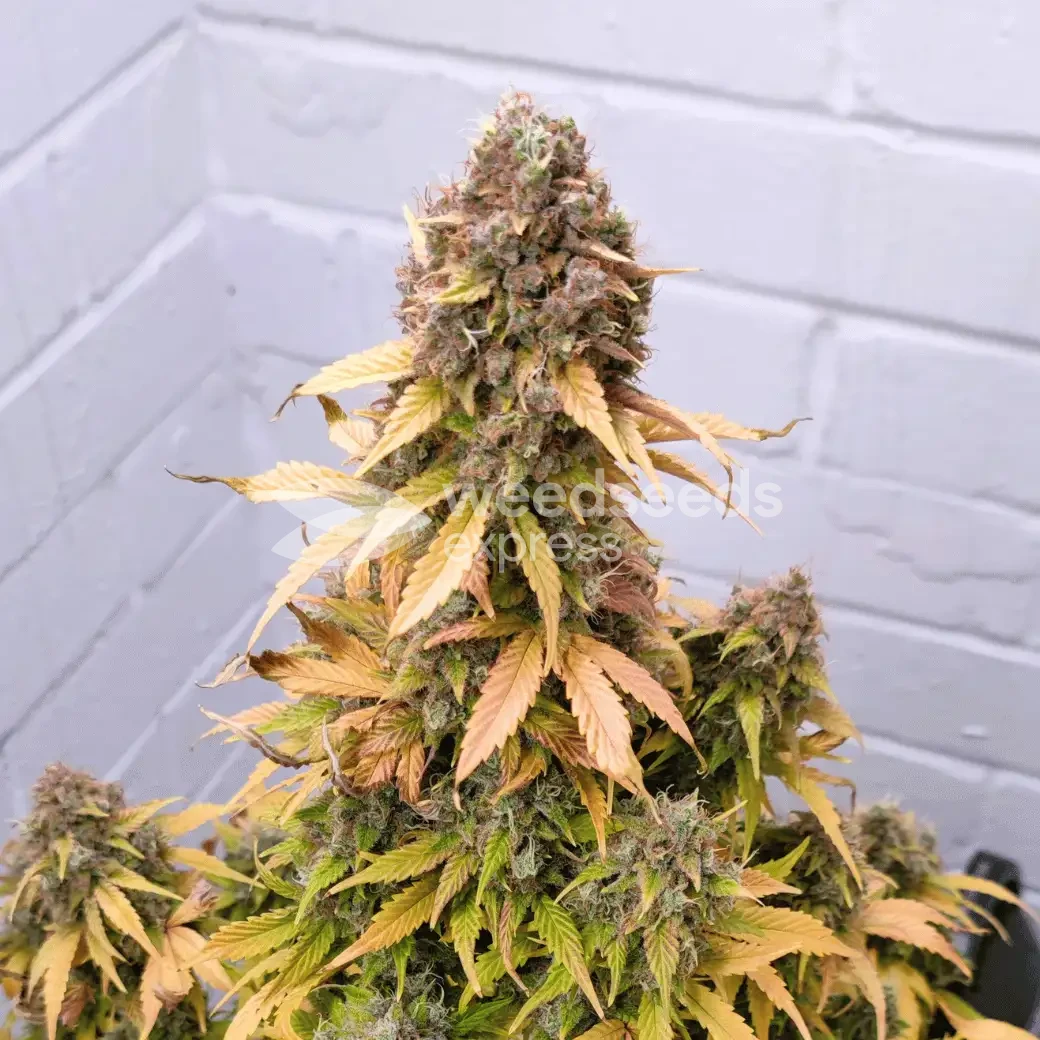 Wedding Cake Auto by WeedSeedsExpress grown by AsNoriu