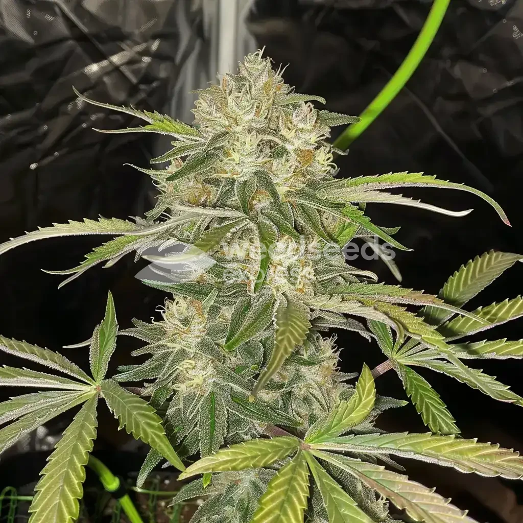 White Widow X Northern Lights Feminized by WeedSeedsExpress grown by WSE