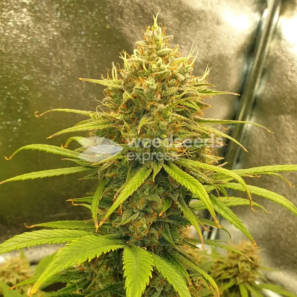 Zkittlez Auto by WeedSeedsExpress grown by Mosquito_Haarlem_Holland