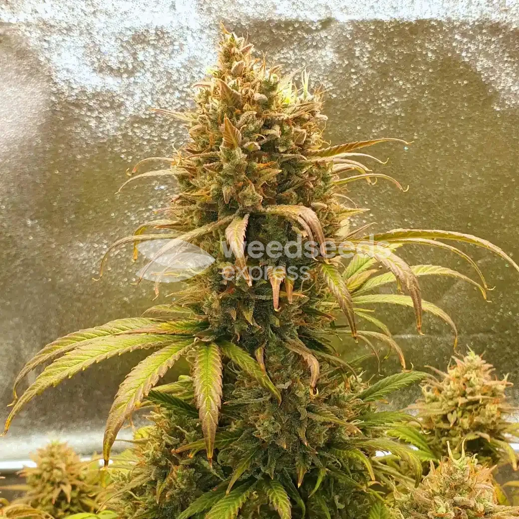 Zkittlez Auto by WeedSeedsExpress grown by Mosquito_Haarlem_Holland