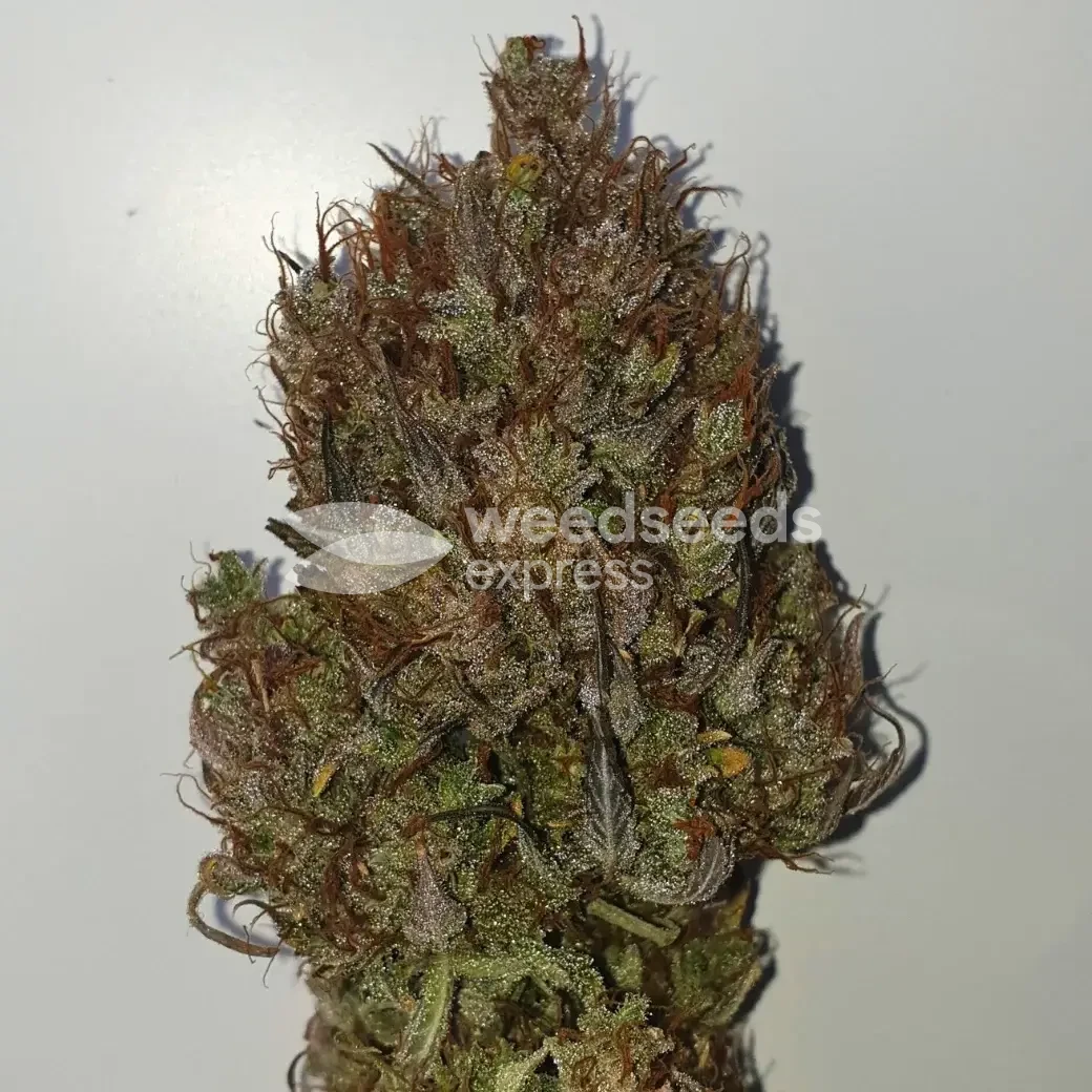 Zkittlez Auto by WeedSeedsExpress grown by Mosquito_Haarlem_Holland