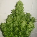 thumb of AK-47 Auto by WeedSeedsExpress grown by Steven