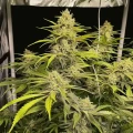 thumb of Acapulco Gold Feminized by WeedSeedsExpress grown by WSE