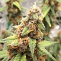 thumb of Amnesia Kush Auto by WeedSeedsExpress grown by Rock_n_Roll_Randy
