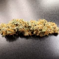thumb of Amnesia Kush Auto by WeedSeedsExpress grown by Rock_n_Roll_Randy