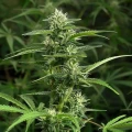 thumb of Amnesia Kush Feminized by WeedSeedsExpress grown by WSE