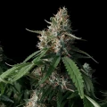 thumb of Amnesia Lemon Kush by WeedSeedsExpress grown by Zurban_Poison
