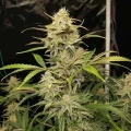 thumb of Apple Fritter Auto by WeedSeedsExpress grown by WSE