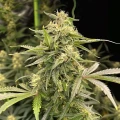 thumb of Apple Fritter Feminized by WeedSeedsExpress grown by WSE