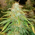 thumb of Banana Kush Auto by WeedSeedsExpress grown by Roberts