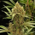 thumb of Berner's Cookies Feminized by WeedSeedsExpress grown by WSE