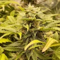 thumb of Big Jack Widow Auto by WeedSeedsExpress grown by Roberts