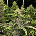 thumb of Blueberry CBD Feminized by WeedSeedsExpress grown by WSE