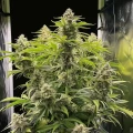 thumb of CBG Citrus Nectar Feminized by WeedSeedsExpress grown by WSE
