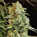 thumb of Cheese Auto by WeedSeedsExpress grown by WSE