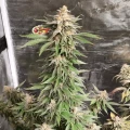 thumb of Cheese Feminized by WeedSeedsExpress grown by Rock_n_Roll_Randy