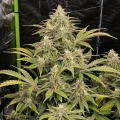 thumb of Death Star Feminized by WeedSeedsExpress grown by WSE