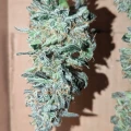 thumb of Do-si-Dos by WeedSeedsExpress grown by Theia