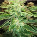 thumb of Wedding Cake Auto by WeedSeedsExpress grown by Rock_n_Roll_Randy