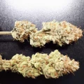 thumb of Wedding Cake Auto by WeedSeedsExpress grown by Rock_n_Roll_Randy