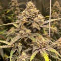 thumb of Fat Bastard Feminized by WeedSeedsExpress grown by WSE
