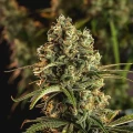 thumb of Fruity Pebbles Feminized by WeedSeedsExpress grown by WSE