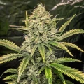 thumb of Future#1 Feminized by WeedSeedsExpress grown by WSE