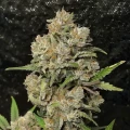 thumb of G13 Feminized by WeedSeedsExpress grown by WSE