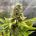 thumb of Ghost Train Haze by WeedSeedsExpress grown by Papa_T