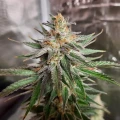 thumb of Ghost Train Haze by WeedSeedsExpress grown by Rock_n_Roll_Randy
