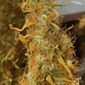 thumb of Girl Scout Cookies Auto by WeedSeedsExpress grown by Mosquito_Haarlem_Holland