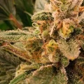 thumb of Granddaddy Purple Auto by WeedSeedsExpress grown by leeman