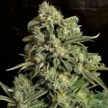 thumb of Grape Ape Auto by WeedSeedsExpress grown by WSE